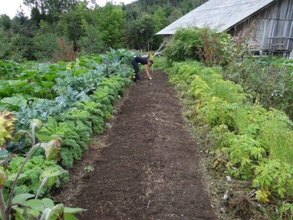 A woman is sowing the seeds in the fields