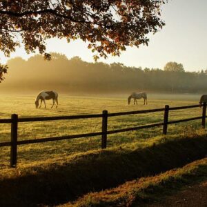 Horse Walking on the ground in the morning