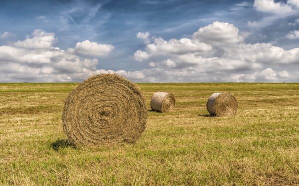 Straw bales, Hay bales, Grain field